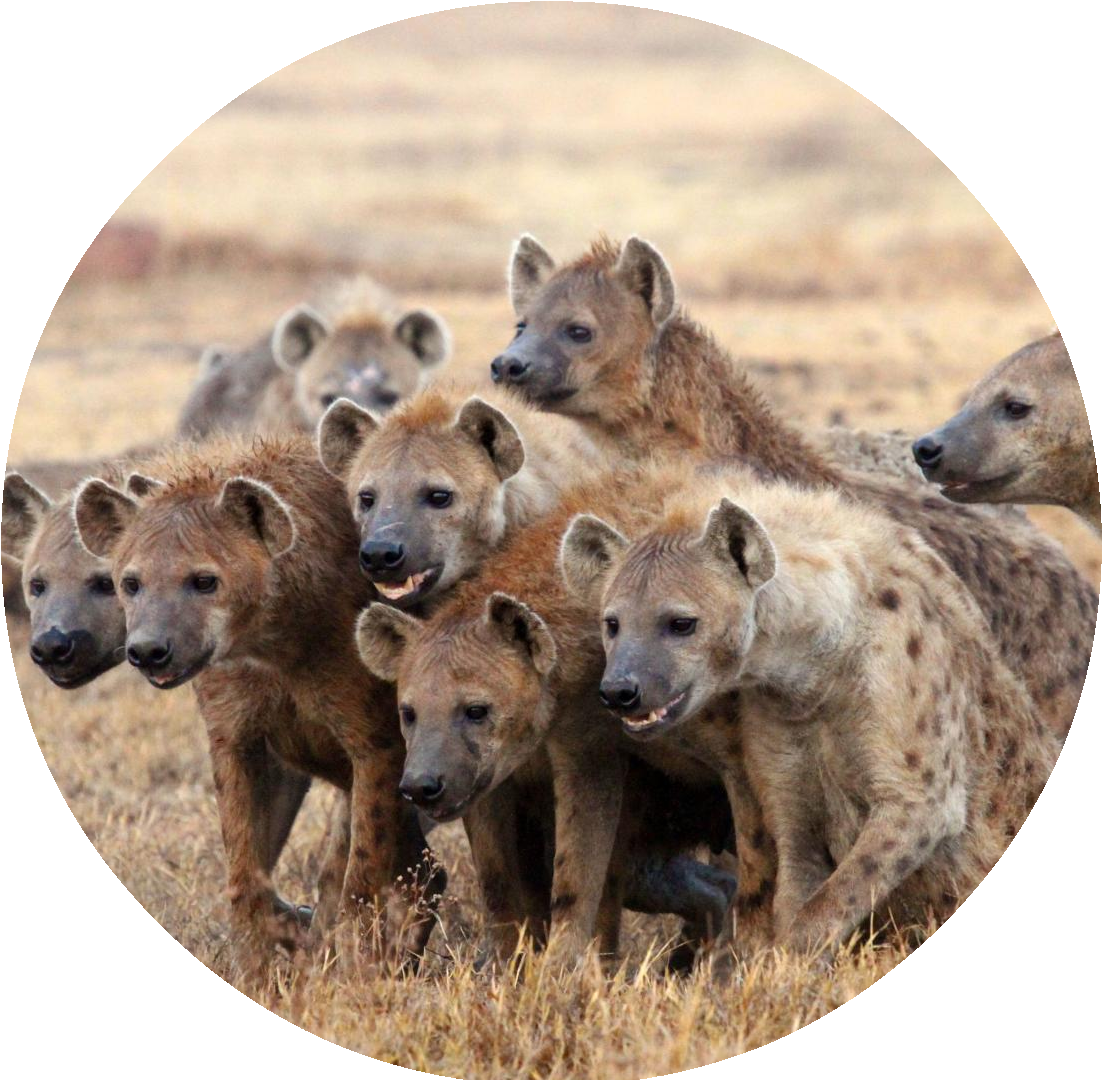 Gladiator45678 - Hyena Facts (1221x1079), Png Download