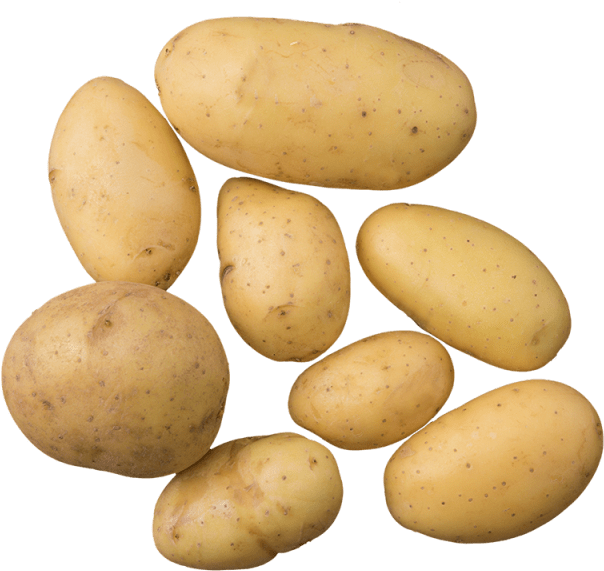 1 Unit - Yukon Gold Potato (640x640), Png Download