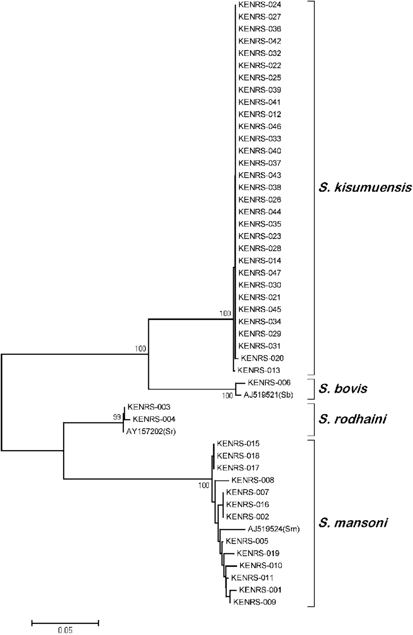 Neighbour-joining Tree Based On Cox1 Barcode Nucleotide - Diagram (850x1306), Png Download