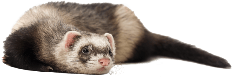 The Worst Ferret Litters - Black-footed Ferret (800x465), Png Download