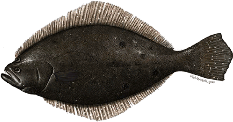 Sign Up To Stay In Touch - Flounder Fish (779x444), Png Download