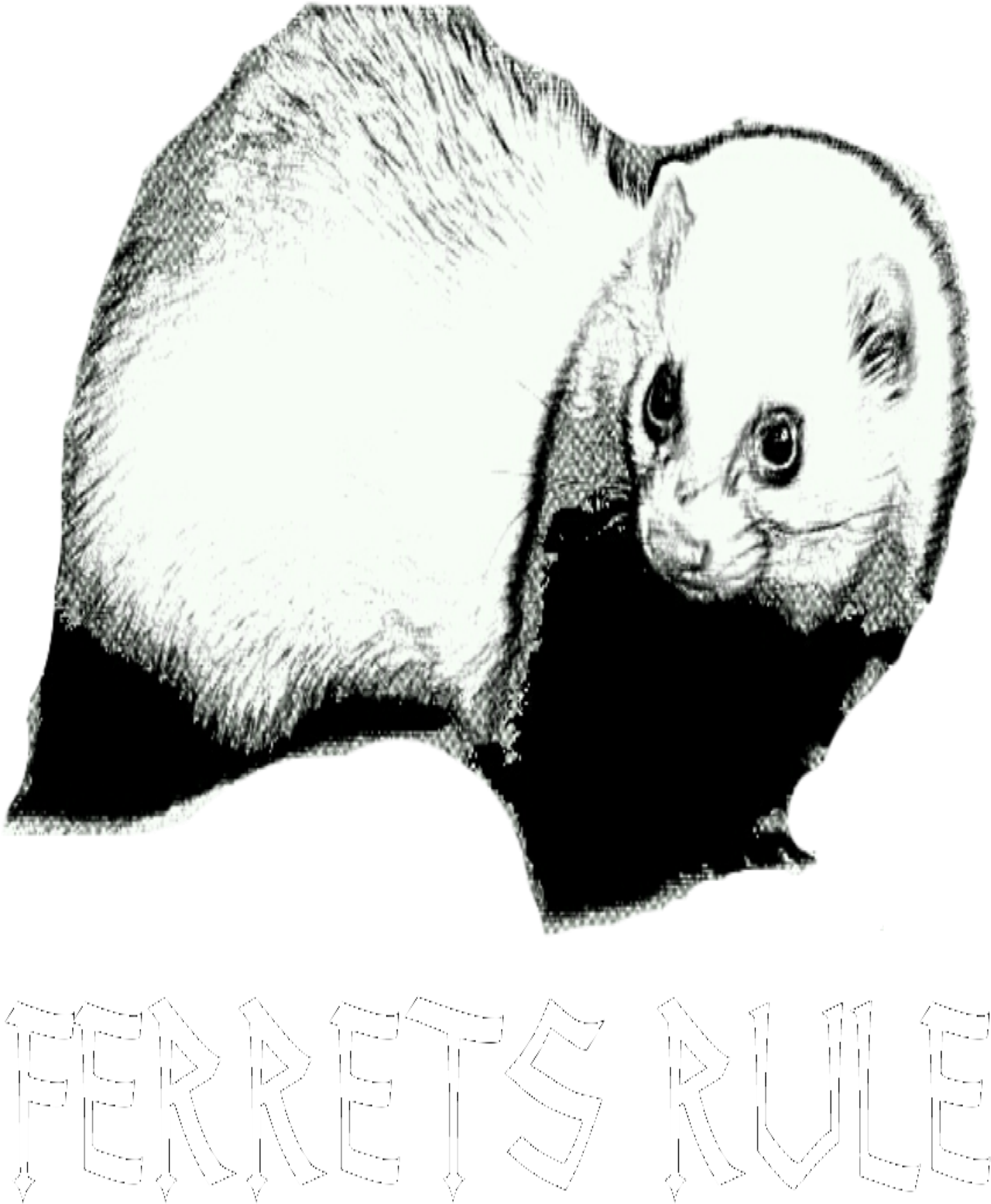 Ferrets Rule - Thumbnail - Ferret (2400x3000), Png Download