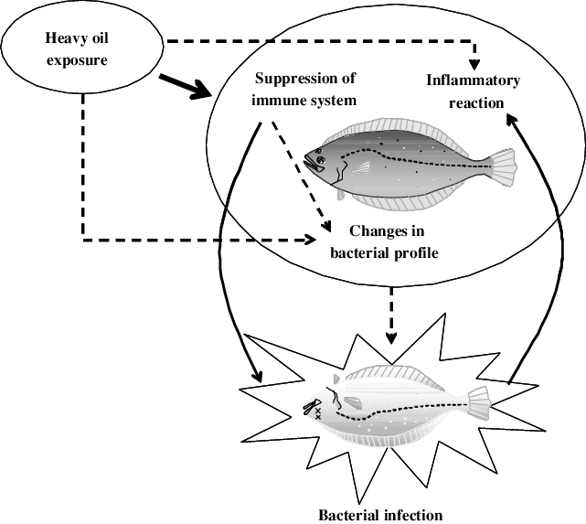 Predictable Scheme Of Heavy Oil Effects On Japanese - Diagram (641x573), Png Download
