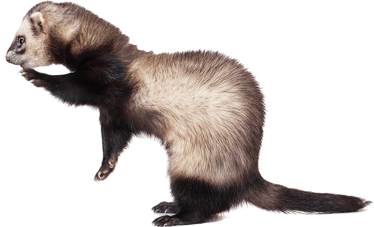 Flea And Heartworm Treatments - Sea Otter (766x465), Png Download
