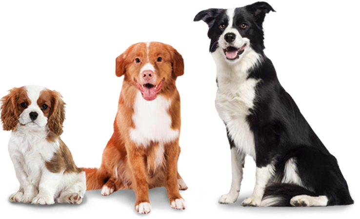 Woofpack Extra Dogs - Soft Coated Border Collie (738x450), Png Download