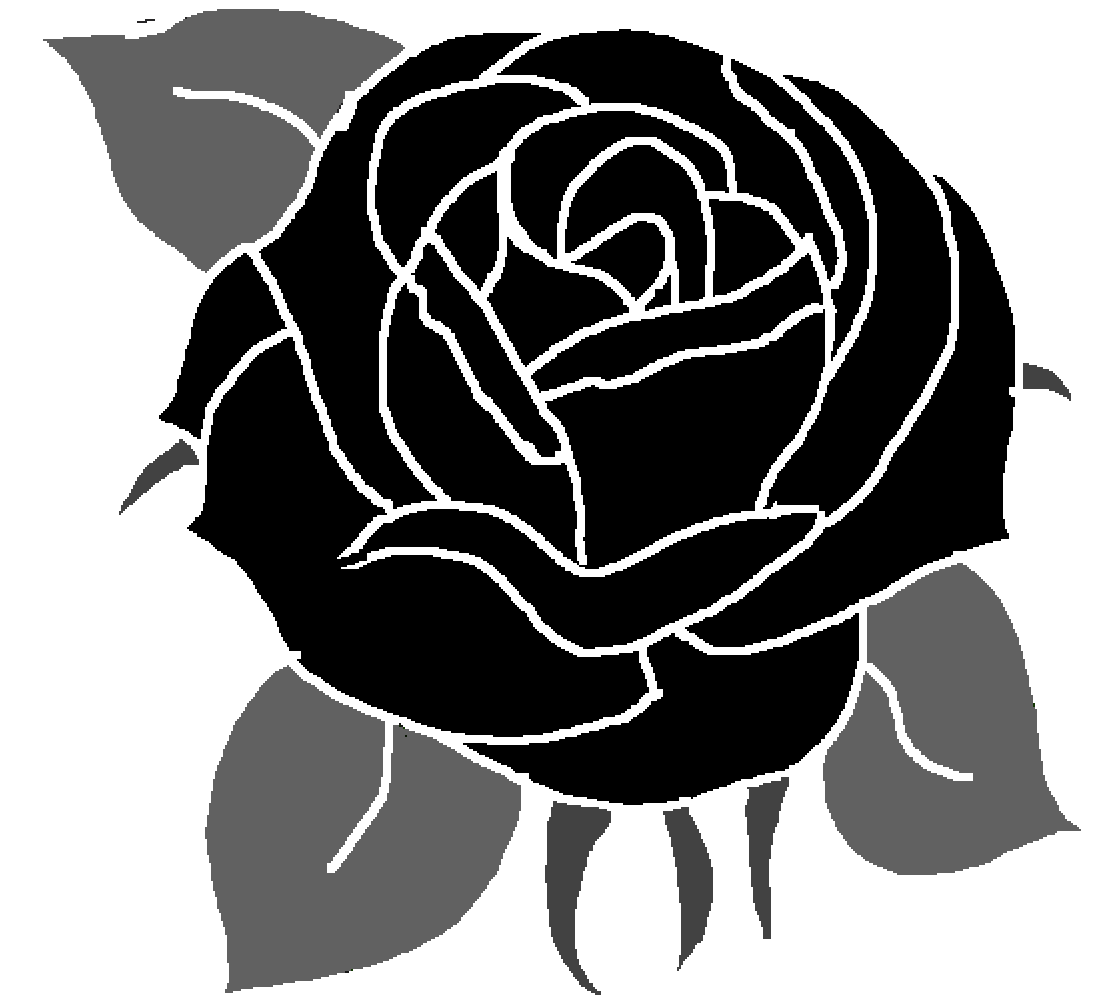 Black Rose - Garden Roses (1400x1400), Png Download