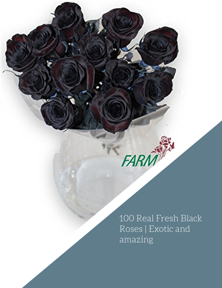 100 Real Fresh Black Roses - Garden Roses (735x1100), Png Download