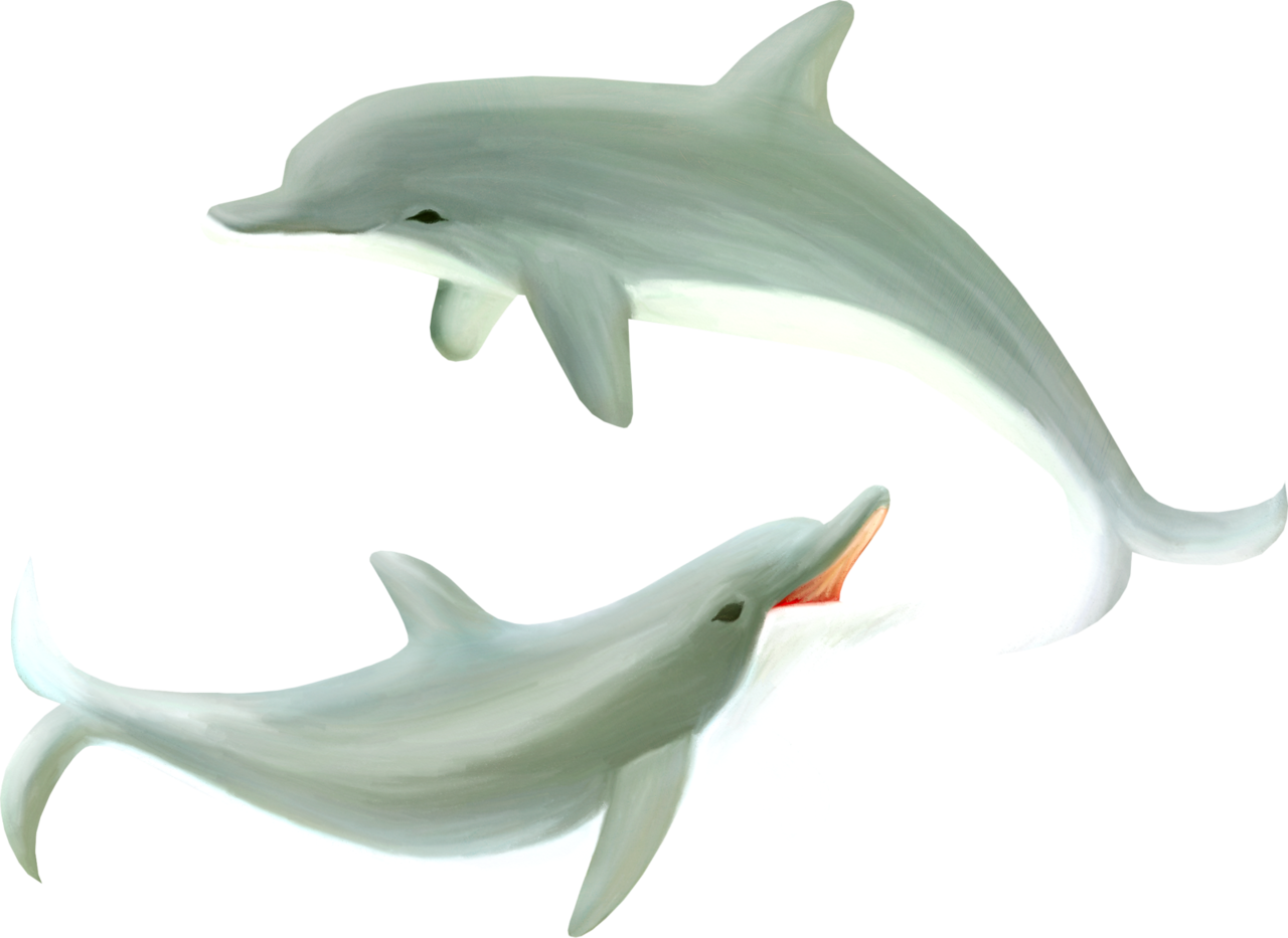 Common Bottlenose Dolphin (1280x933), Png Download