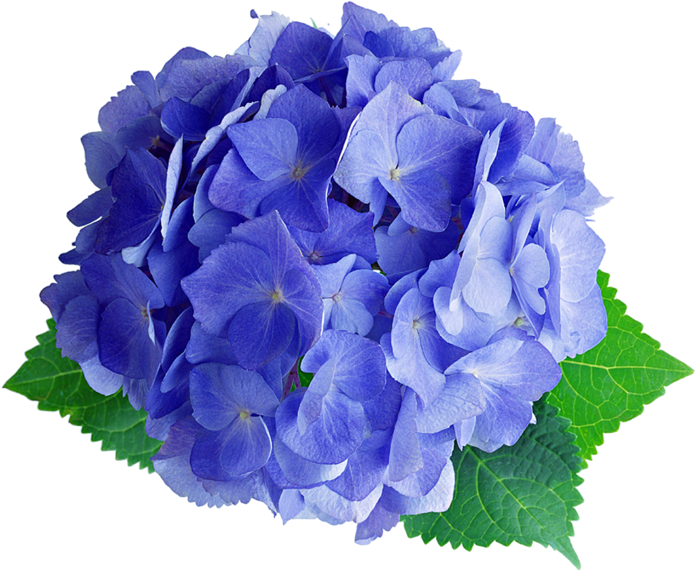 Hydrangea Sticker - 繡球 花 (1024x852), Png Download