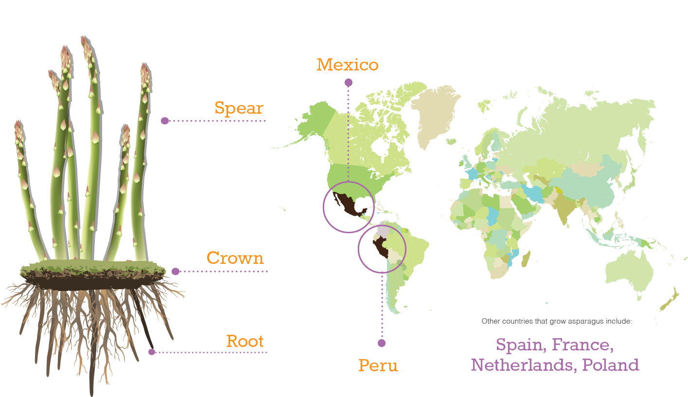 Asparagus Map - World Map (1467x863), Png Download