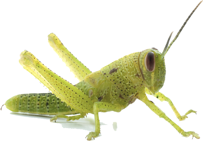 Grasshopper Transparent Image - 1st Stage Nymph Grasshopper (800x533), Png Download