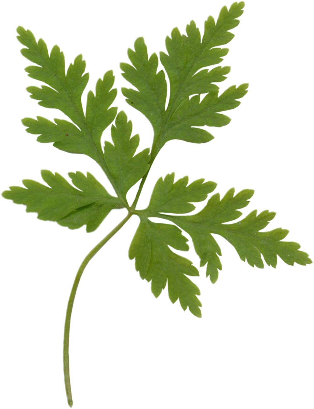 Parsley (1038x1350), Png Download