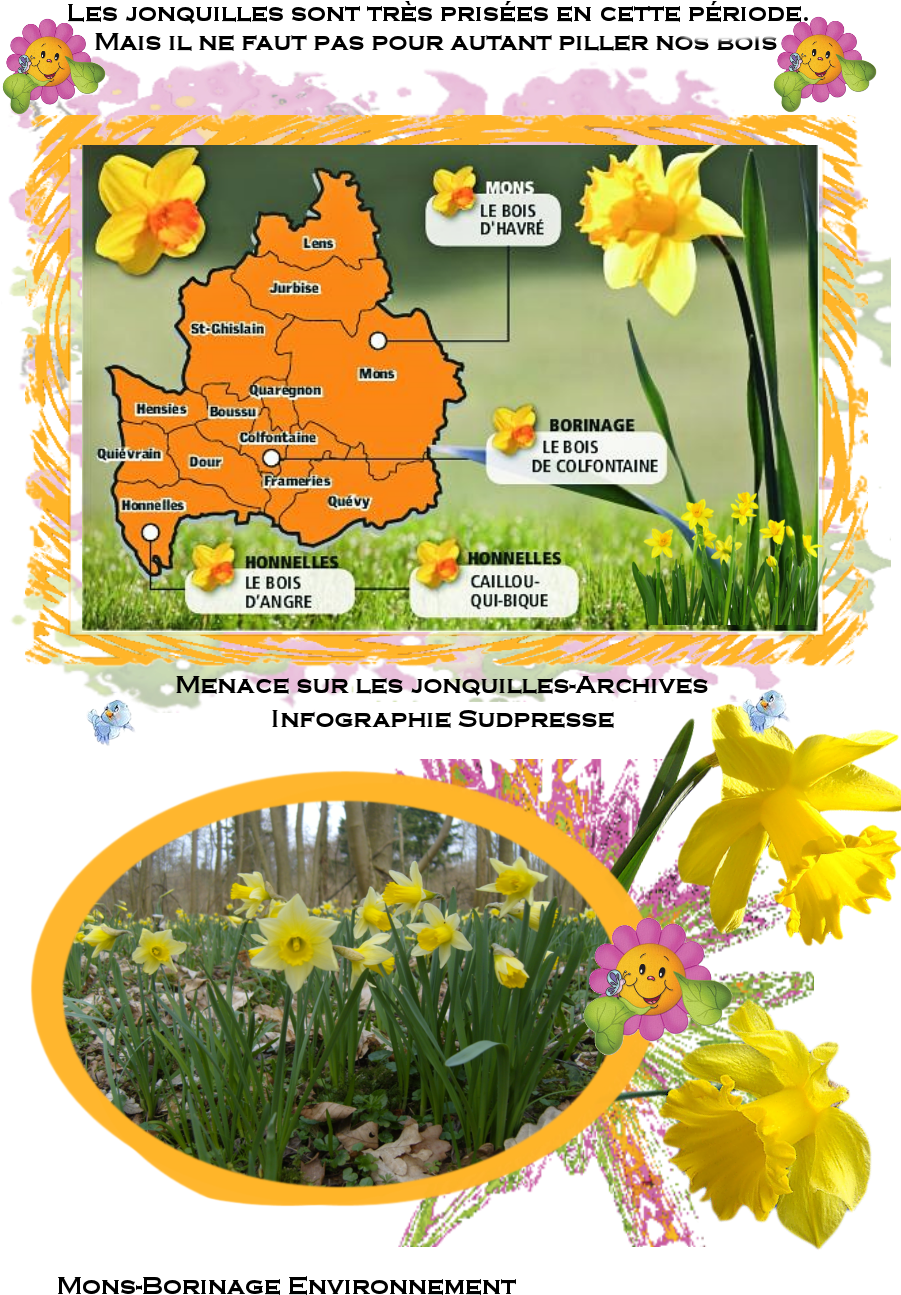 Bolgewas ,wild Daffodil , Lent Lily,нарцисс Ложный,ballade, - Narcissus (900x1362), Png Download