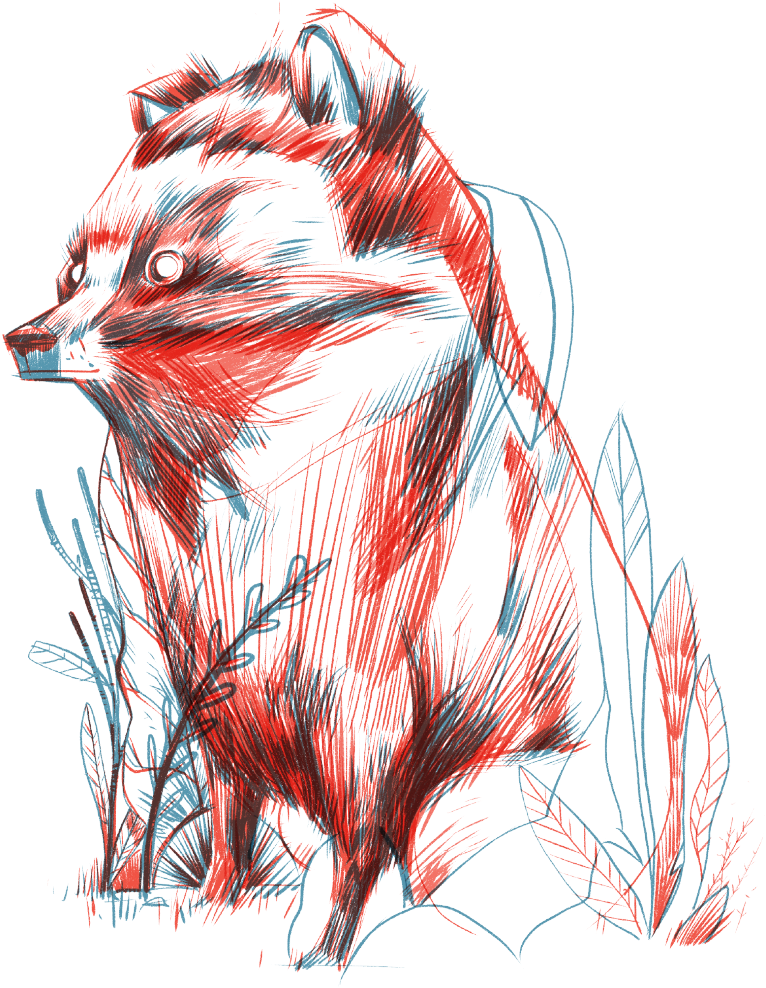 Kokoro Gin Afan Woodland Animal Tales 'tanuki' Racoon - Sketch (800x1153), Png Download