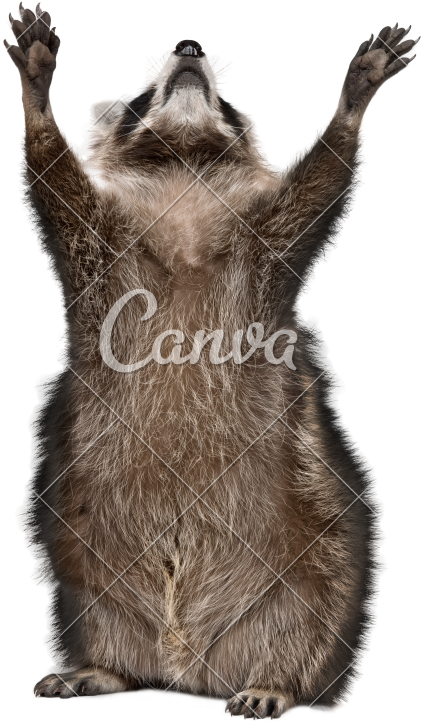 Years Old Reaching Up In Front Of - Racoon With White Background (577x800), Png Download
