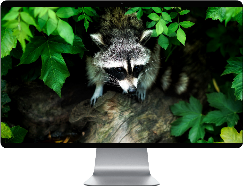 Raccoon (1000x1000), Png Download