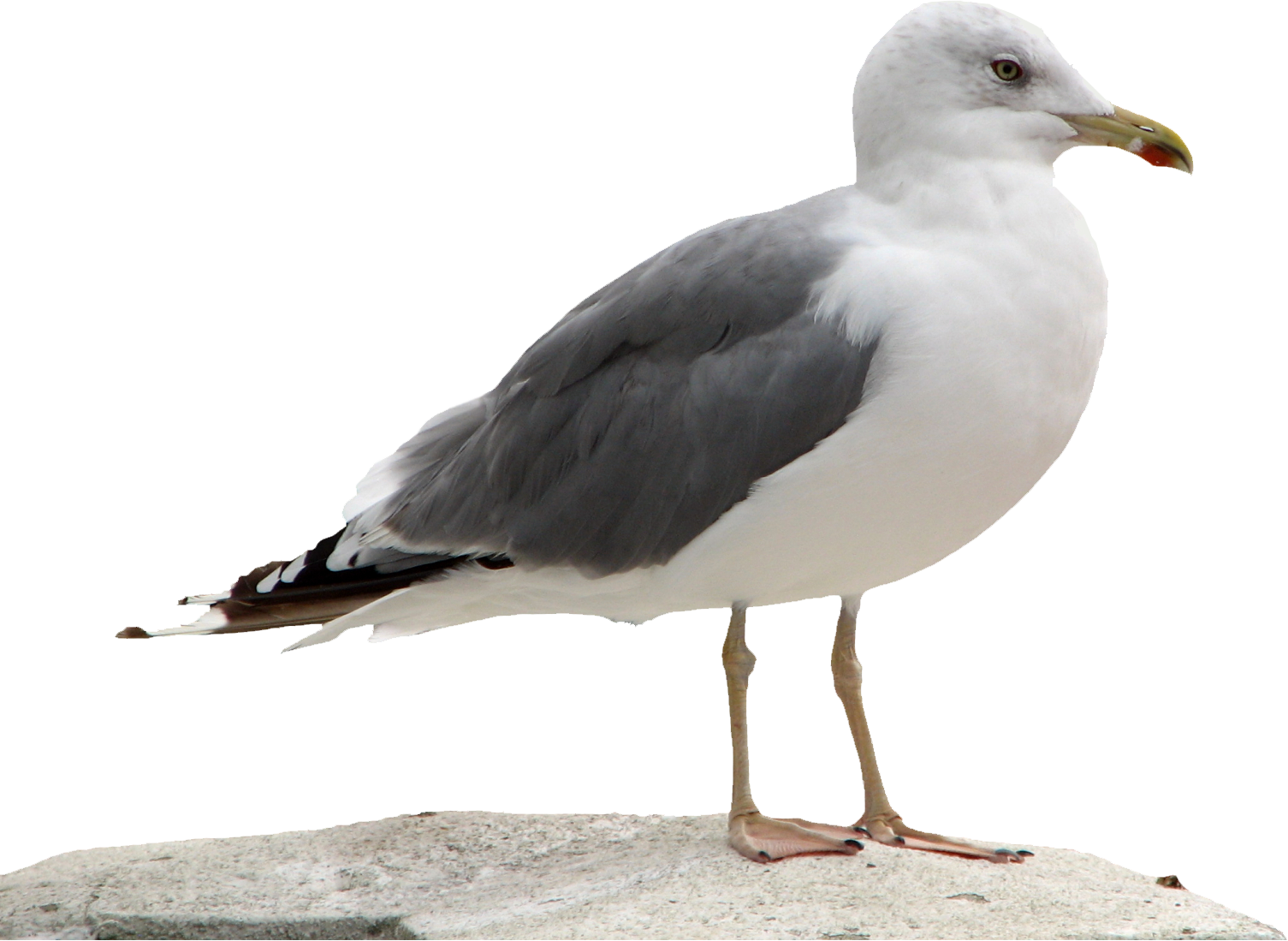 Gull Png - Normie Memes (1505x1099), Png Download