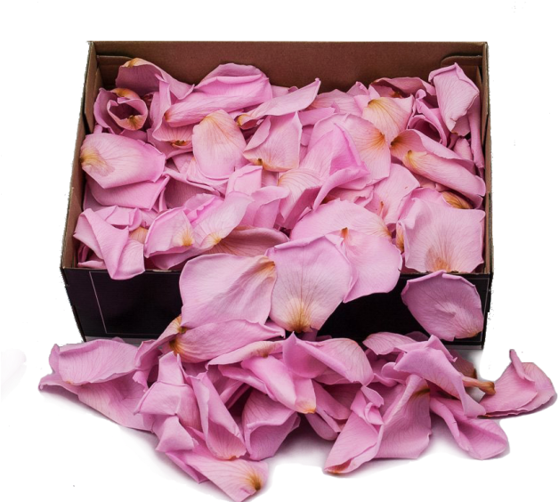 Preserved Rose Petals Hot Pink - Artificial Flower (640x580), Png Download