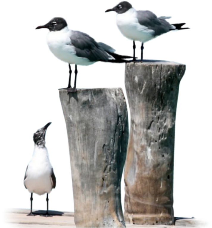 Water Bird (1024x1024), Png Download