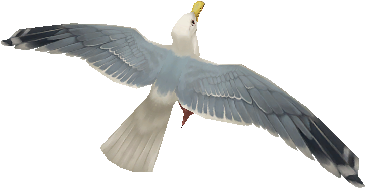 Image - European Herring Gull (830x595), Png Download