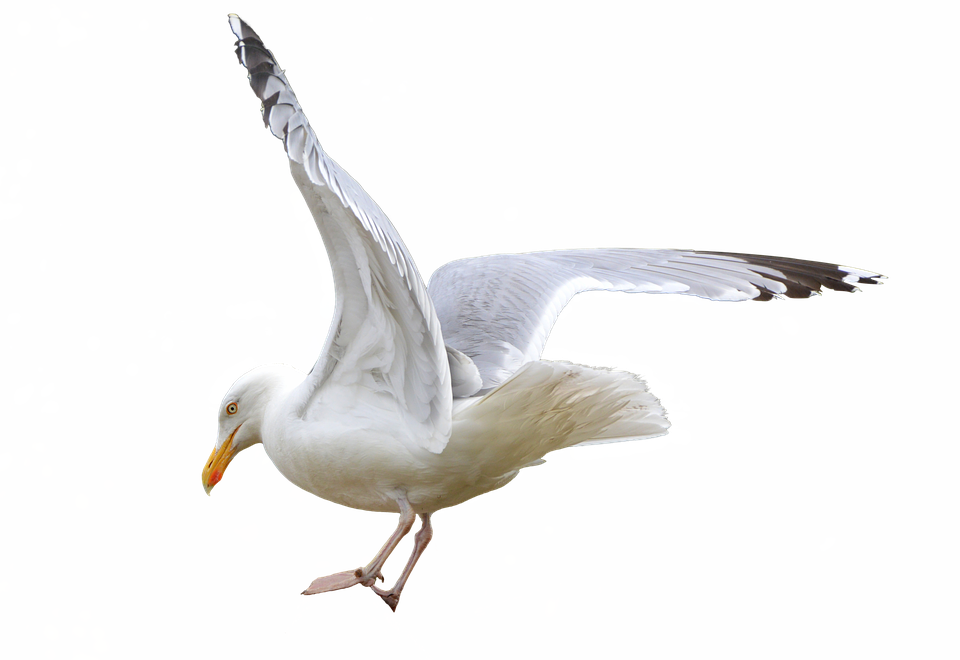Gull, Seevogel, Isolated, Sea, Nature, Flying - European Herring Gull (960x660), Png Download