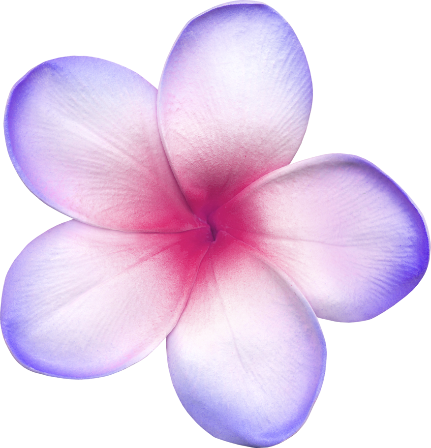 Plumeria Frangipani Hawaii Flower Yellow White - Frangipani (876x911), Png Download