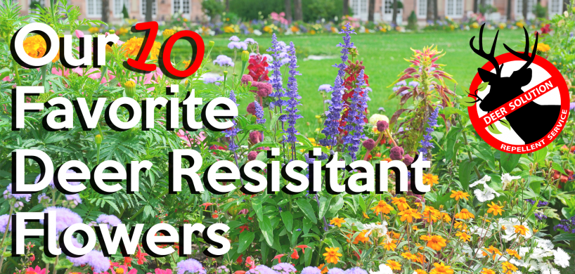 Our 10 Favorite Deer Resistant Flowers - Deer Resistant Flowers (818x390), Png Download