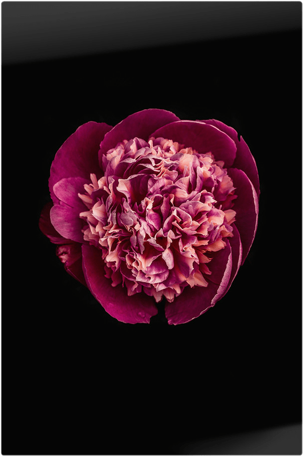 Previous - Artificial Flower (2000x1036), Png Download