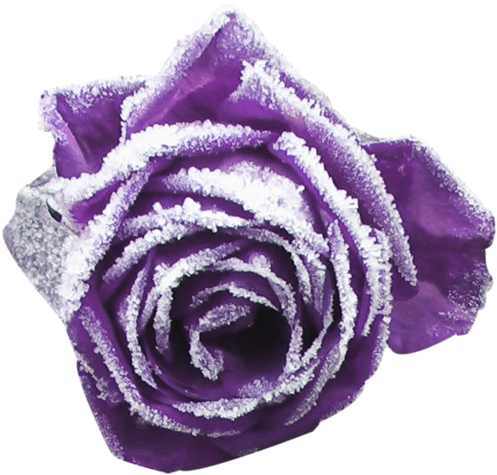 Purple Roses - Garden Roses (600x524), Png Download