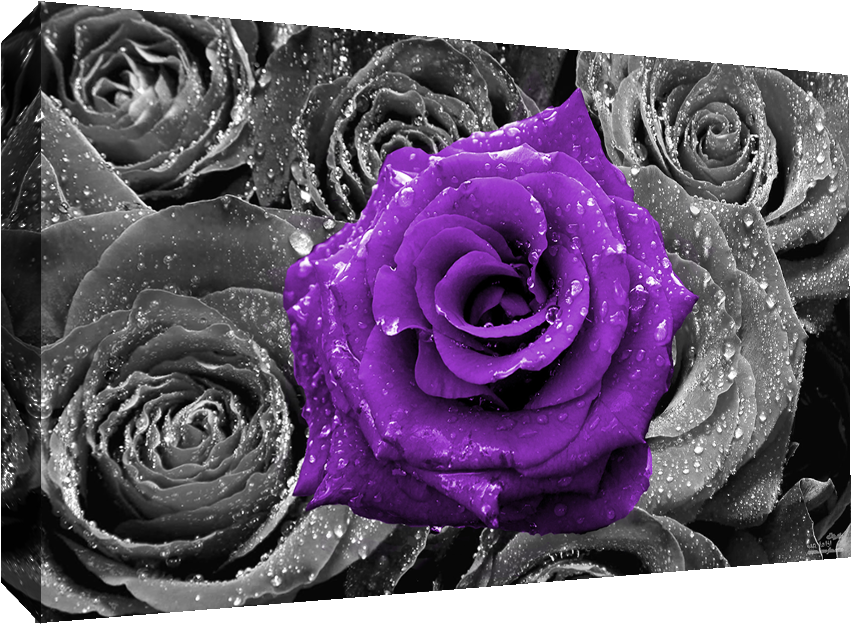 Details About Floral Purple Rose On Bed Of Roses Abstract - Roses Abstract (1010x631), Png Download