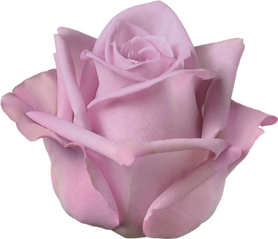 Armando Roza - Garden Roses (1000x1000), Png Download
