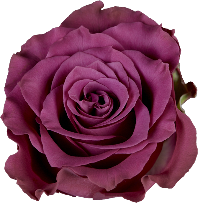 Garden Roses (1000x1002), Png Download