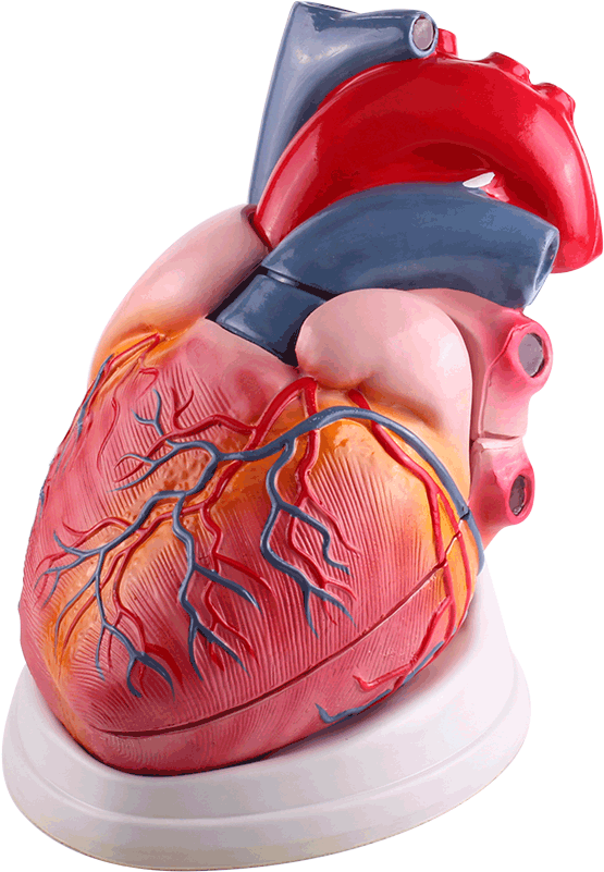 Sneakers (800x800), Png Download