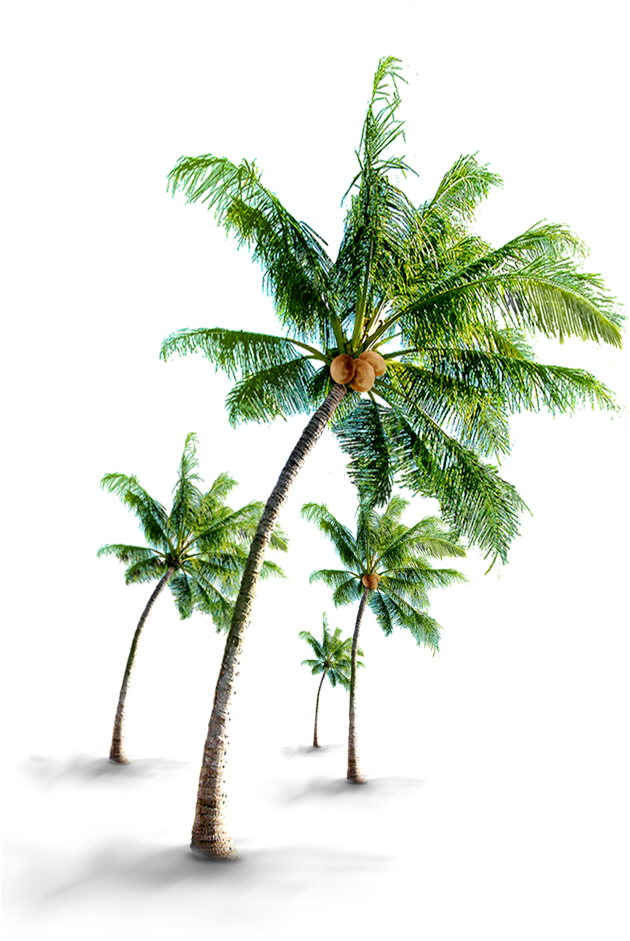 Coconut Tree Png - Coconut Tree Images Hd Png (644x940), Png Download