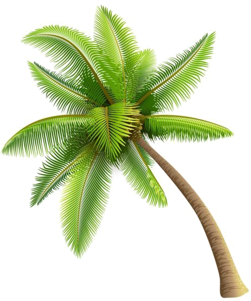 Coconut Tree Png Image Background - Coconut Tree Png (535x600), Png Download