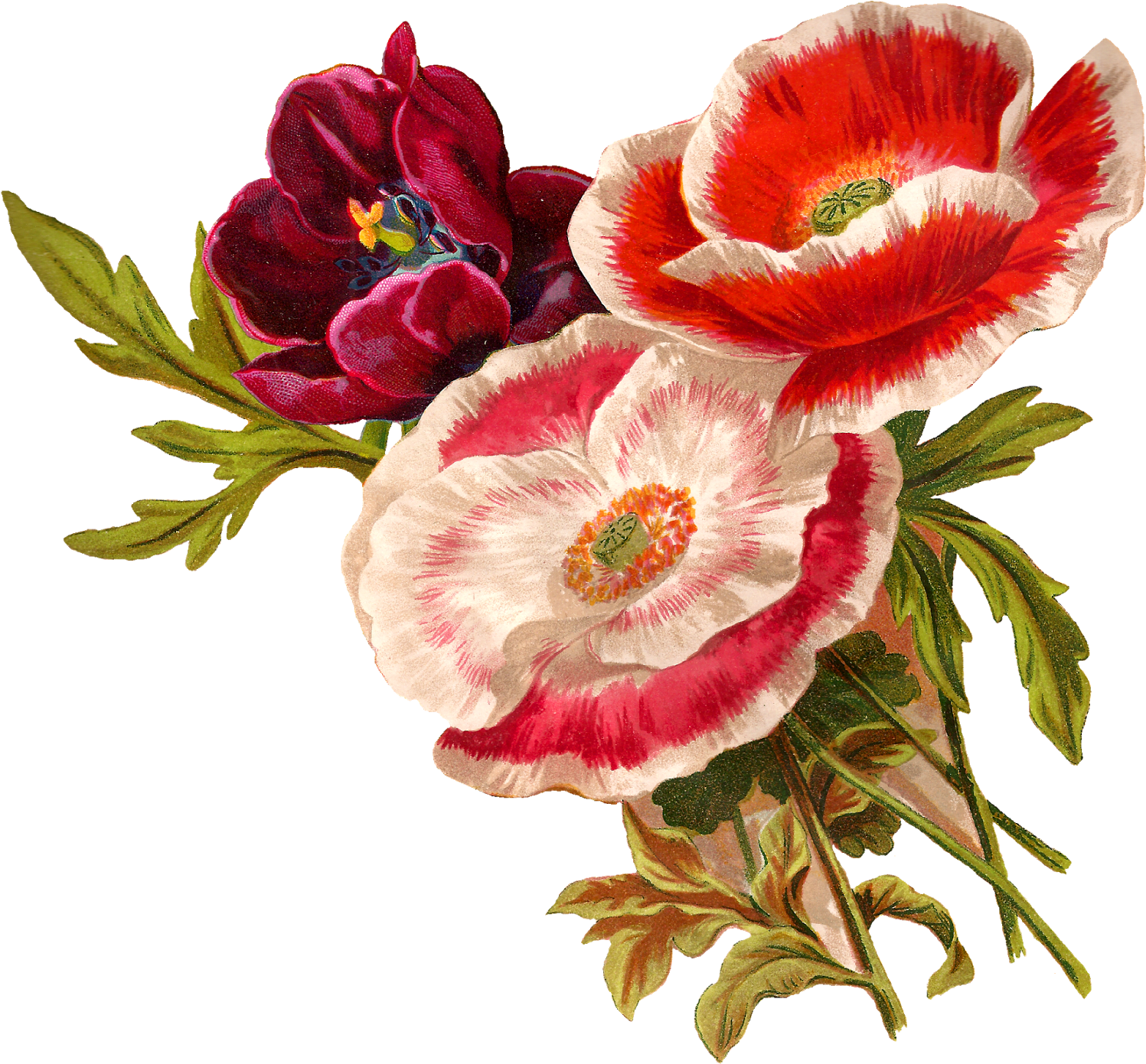 Go To Image - Botanical Flower Illustration Png (1600x1484), Png Download