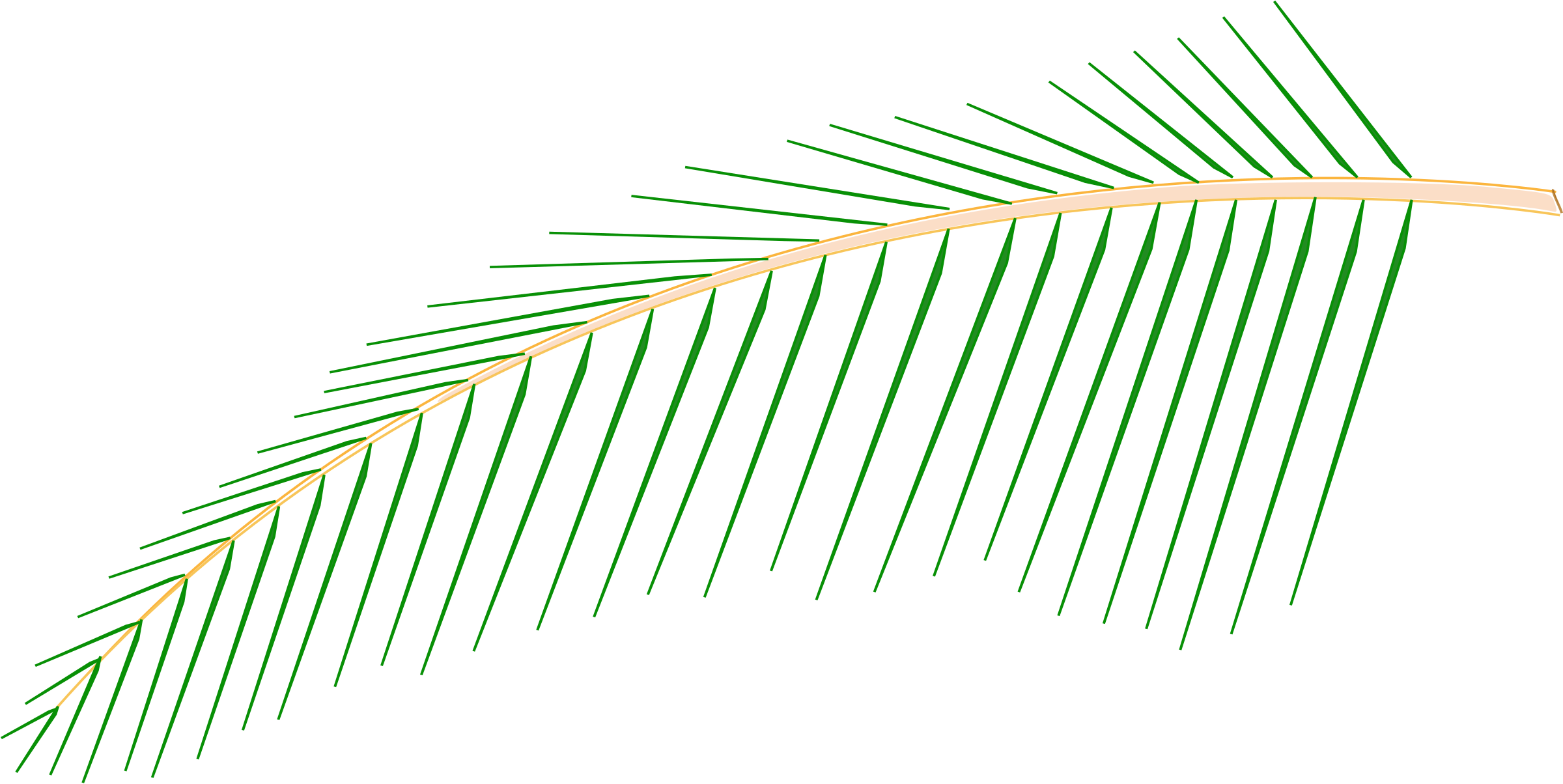 How To Set Use Leaf Of Coconut Tree Clipart (900x451), Png Download