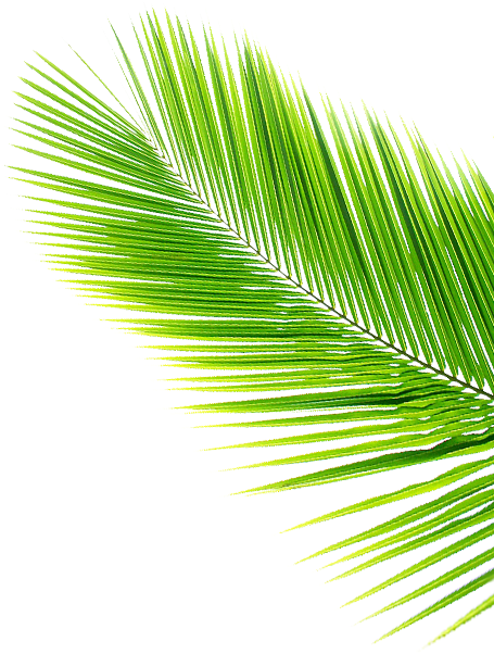 Coconut Tree Leaves Png - Leaf (462x634), Png Download