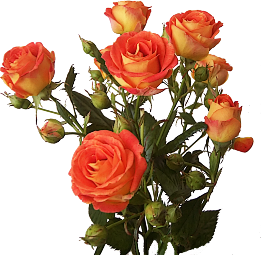 Rose Bunch Png Image - Rose Bunch Png (883x904), Png Download