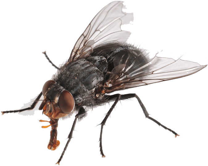 Flies Png Hd - House Fly (777x592), Png Download
