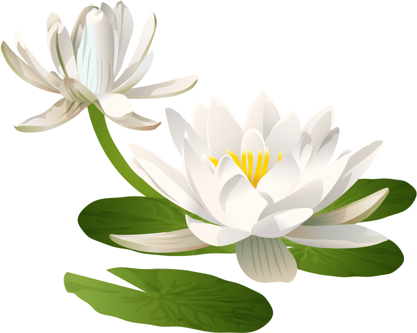 Free Png Water Lily Image Png Images Transparent - Water Lily Clipart Png (850x680), Png Download