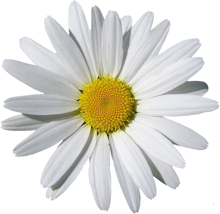 Chamomile Png (718x700), Png Download