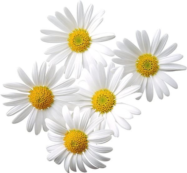 Chamomile Clipart Daisy - Daisies Png (600x557), Png Download