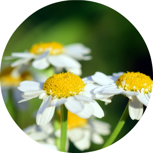Chamomile (500x500), Png Download