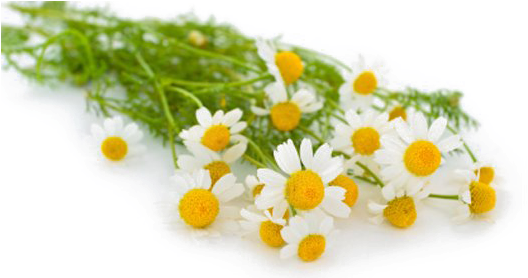 Camomile Png Transparent Photo - Earth Friendly Baby Soothing Chamomile Bubble Bath (682x277), Png Download