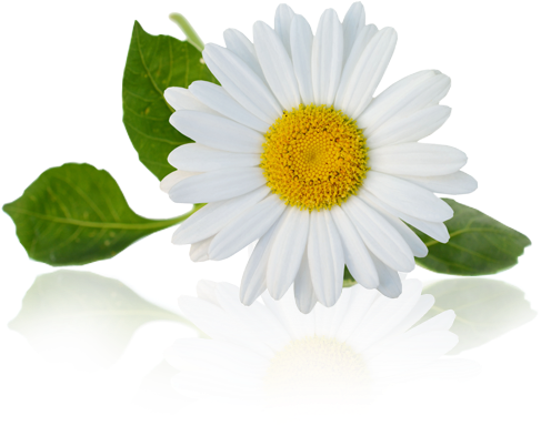 Chamomile - Manzanilla Png (500x500), Png Download