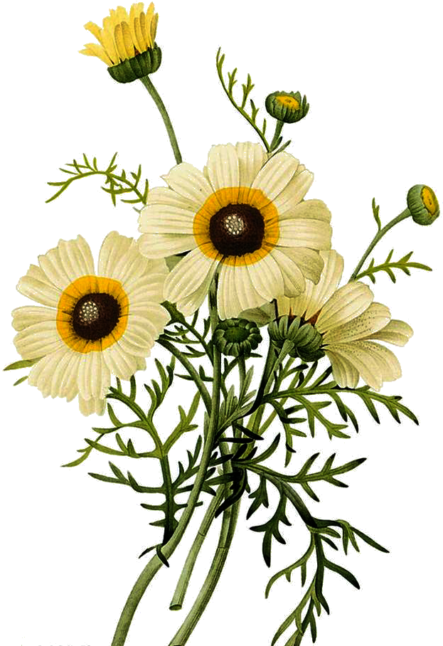 Common Daisy Botanical Illustration Chrysanthemum Illustration - Small Flower Botanical Illustration (658x925), Png Download