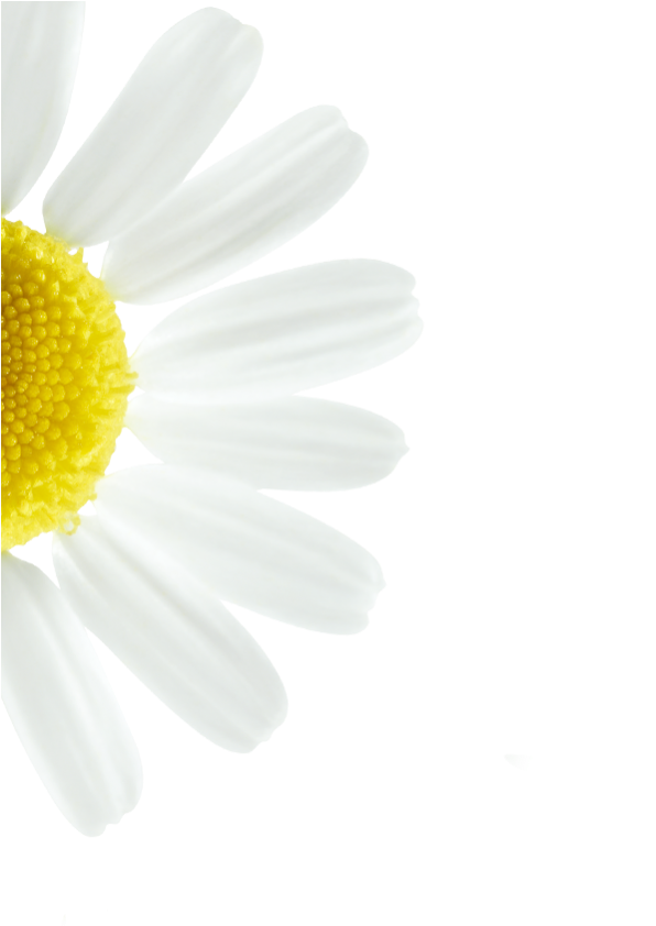 We Select Chamomile For Its Naturally Brightening Action - Marguerite Daisy (720x848), Png Download