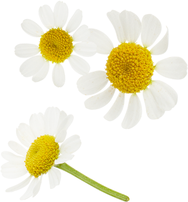 Go To Image - Mighty Leaf Tea Xiao's Blend (peppermint Chamomile) (400x400), Png Download