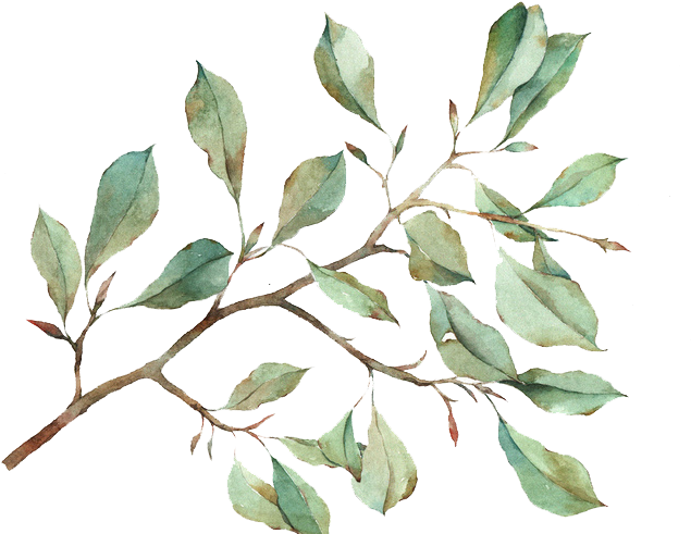 Twig Drawing Watercolour - Water Color Leaf Png (658x523), Png Download